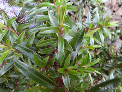 Veronica diosmifolia