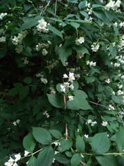 Philadelphus caucasicus