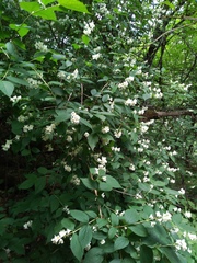 Philadelphus caucasicus