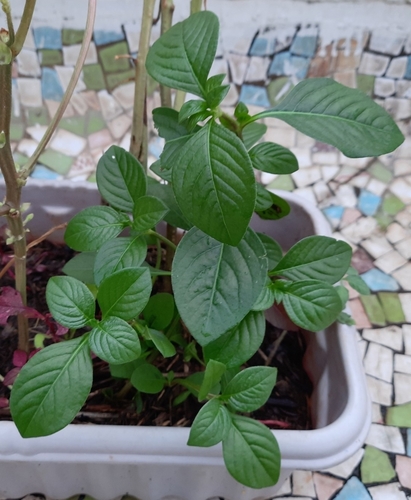 Alternanthera bettzickiana iNat (2)
