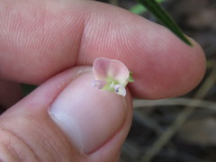 Phaseolus acutifolius