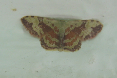 Idaea vacillata