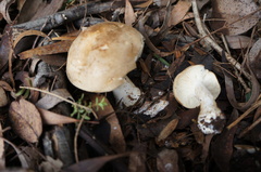 Leucopaxillus eucalyptorum