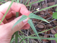 Phaseolus acutifolius