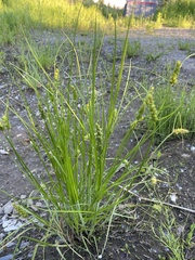 Carex neurocarpa