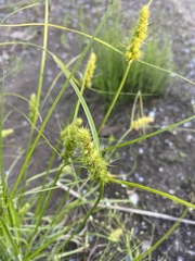 Carex neurocarpa
