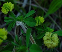 Trifolium campestre