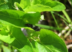 Epinotia brunnichana
