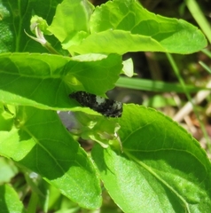 Epinotia brunnichana