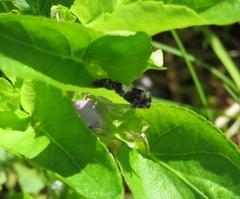 Epinotia brunnichana