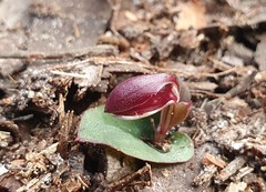 Corybas unguiculatus