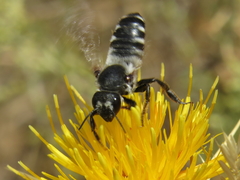 Megachile octosignata