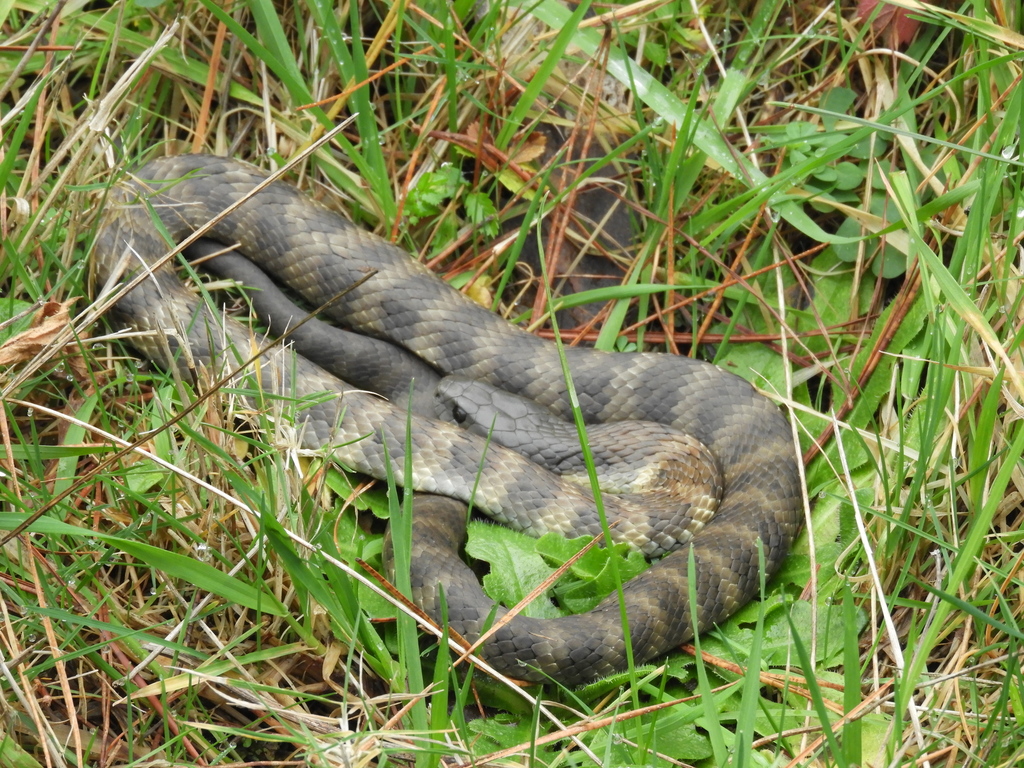 Tiger Snake from Tuerong VIC 3915, Australia on June 14, 2021 at 02:06 ...