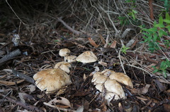 Leucopaxillus eucalyptorum