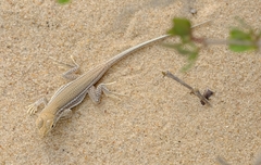 Meroles ctenodactylus