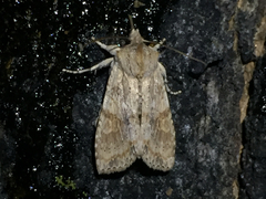 Lithophane bethunei