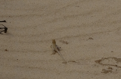 Meroles ctenodactylus