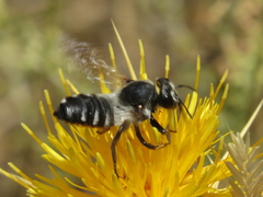 Megachile octosignata