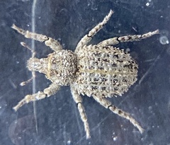 Listroderes difficilis