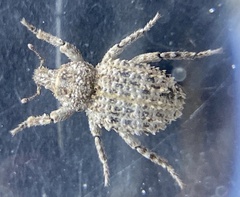 Listroderes difficilis