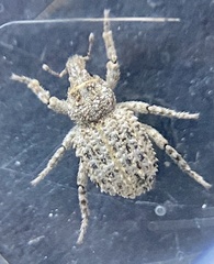 Listroderes difficilis