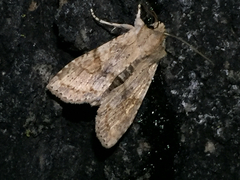 Lithophane bethunei