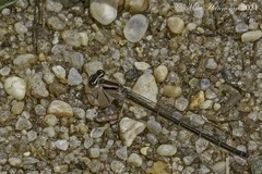 Enallagma doubledayi