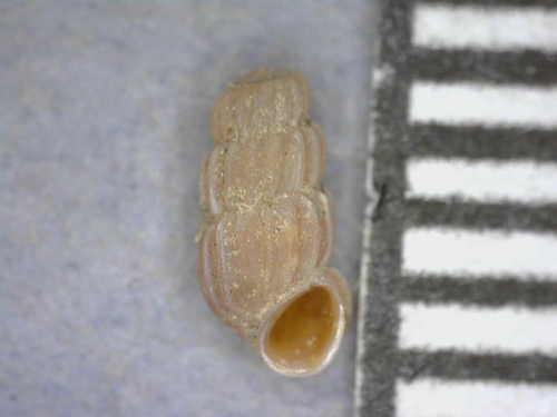 Truncatella regina, 2018-02-05