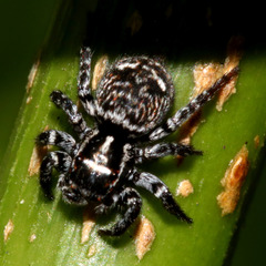 Saitis virgatus