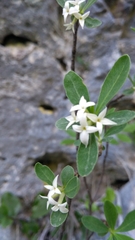 Daphne alpina