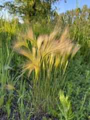 Hordeum jubatum