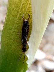 Forficula lurida