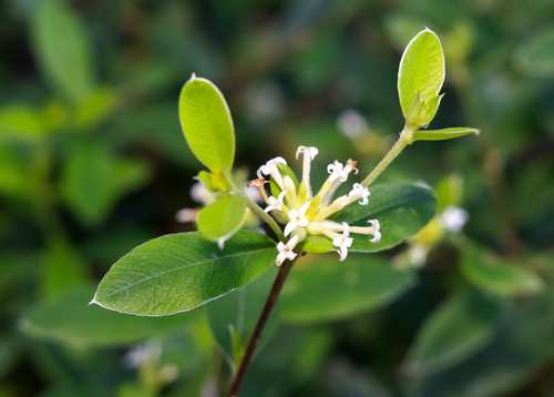 Pimelea gigandra A.R.Bean
