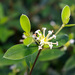 Pimelea gigandra - Photo (c) Craig Robbins, alguns direitos reservados (CC BY-NC), uploaded by Craig Robbins