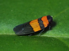 Image of Plectoderes (plectoderes) flavovittatus
