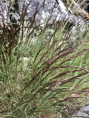 Agrostis vinealis