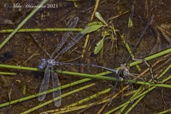 Lestes forcipatus