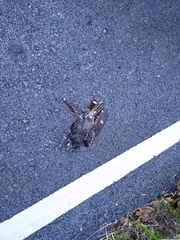 Caprimulgus jotaka
