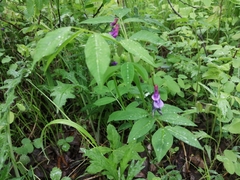 Vicia venosa baicalensis