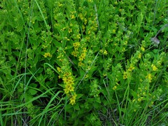 Lysimachia punctata