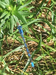 Enallagma cyathigerum