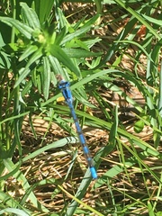 Enallagma cyathigerum