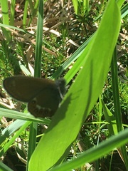 Coenonympha hero