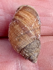 Bothriembryon brazieri