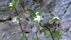 Daphne alpina