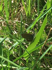 Coenonympha hero
