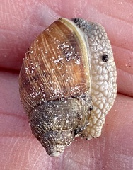 Bothriembryon brazieri