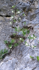 Daphne alpina