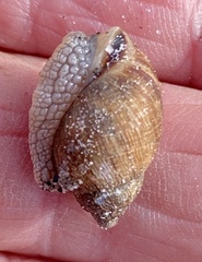 Bothriembryon brazieri