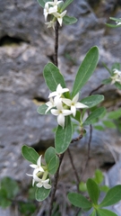 Daphne alpina